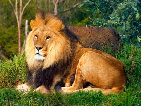 The King - male, mane, lion, cat, hunter