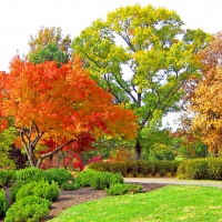 Park in the autumn