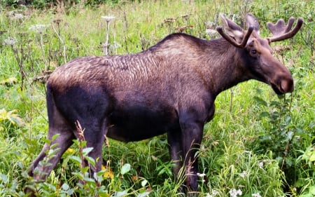 Anchorage Moose 2 - scenery, Alaska, moose, USA, photography, landscape, photo, wild life, wide screen, nature, Anchorage