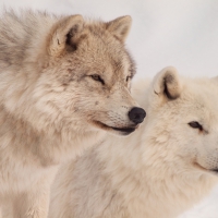 Arctic Wolves
