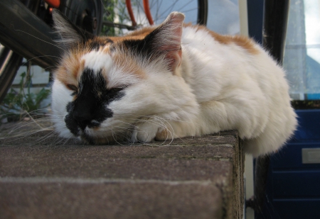 Black faced cat - calico, cats, animals, nature