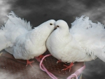 Pigeons Kissing