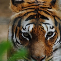 Hunting Tiger