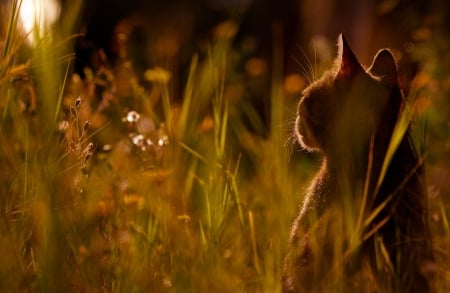 Cat - sleeping, beauty, cat face, hat, animals, sleepy, paws, face, pretty, cute, cat, kitty, lovely, kitten, cats, beautiful, sweet