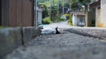 Cat - sleepy, cute, beautiful, cat, sleeping, kitty, cats, hat, cat face, paws, face, animals, pretty, beauty, sweet, kitten, lovely