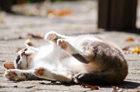 Cat - sleepy, cute, beautiful, cat, sleeping, kitty, cats, hat, cat face, paws, face, animals, pretty, beauty, sweet, kitten, lovely