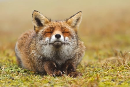 Fox - animal, fox, photo, red