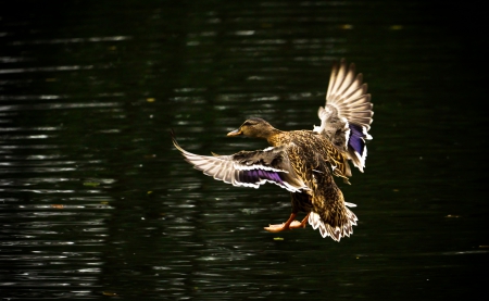 Beautiful - duck, birds, water, rivers, flying, mazare alexandru, nature, lakes, animals