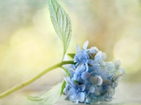 Beautiful flowers - flowers, petals, pretty, blue