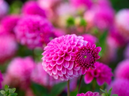 Beautiful flowers - flowers, petals, pink, nature