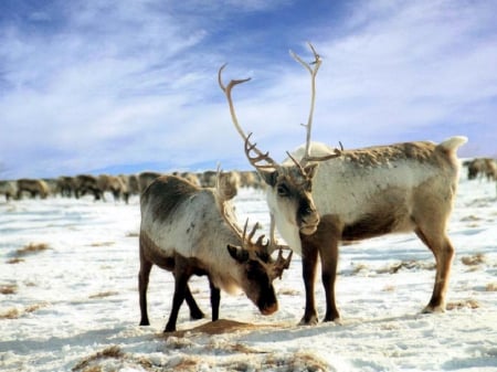 Reindeers - winter, reindeers, cold, snow