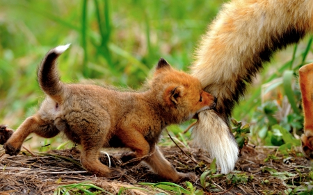 SLOW DOWN,MAMA! - tail, fox, pull, bite, cute, pup