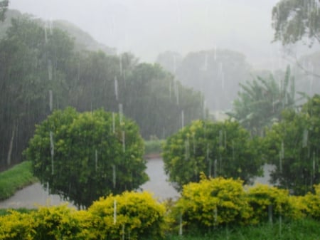 Raining - raining, rainy, forest, rain