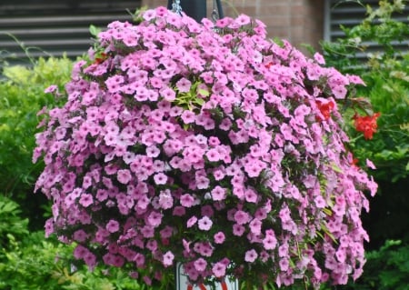 Downtown Brampton Hanging planters #1