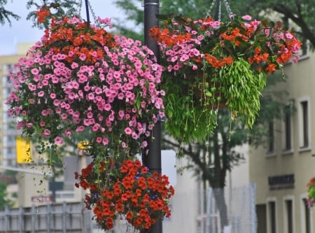 Downtown Brampton Hanging Flowers #2 - flowers, ontario, brampton, Canada