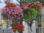 Downtown Brampton Hanging Flowers #2