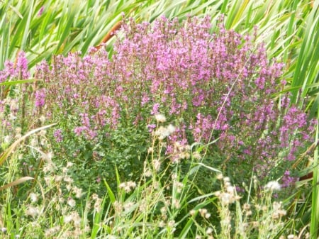 Wild grasses and flowers 1 - flowers, 2013, nikon, grasses, wild