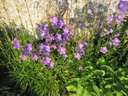 Bellflower - bellflower, summer, field, flower