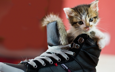 Troubles - shoe, sweet, cat, black, white, animal, kitten, funny, red, cute, adorable, troubles