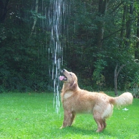 Golden Retriever