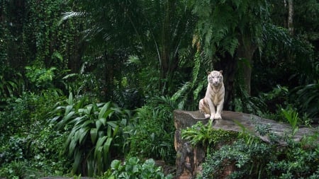 The White Tiger - siberian tiger, The White Tiger, bengal tiger, white tiger, tiger