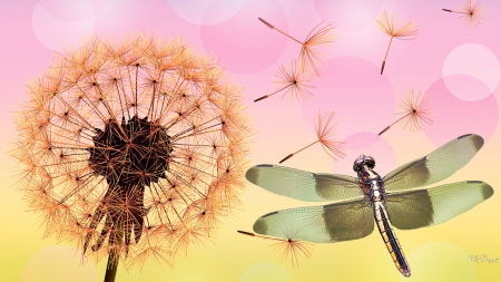 Dandelion and Dragonfly - summer, dandelion, pink, fluff, flowers, fall, seeds, autumn, weed, dragonfly, pastel