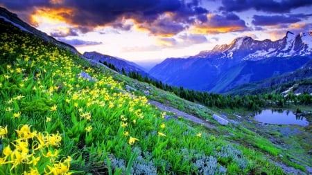 Slope of flowers - nice, sky, slope, carpet, water, meadow, rocks, amazing, view, quiet, yellow, calmness, clouds, grass, lilies, lake, mountaim, lovely, peaks, serenity, nature, beautiful, stones, flowers