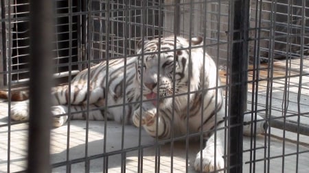 Mighty White Tiger - big cats, tigers, zoo animals, white tigers