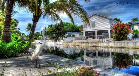 the Florida Keys - Key west, Bird, Other, Florida