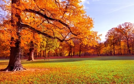 PARK in AUTUMN - autumn, trees, park, leaves, bench, grass