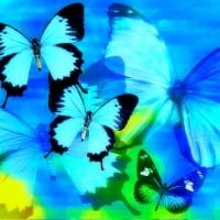 âœ«Cool Colors Butterfliesâœ«