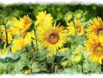 Sunflowers