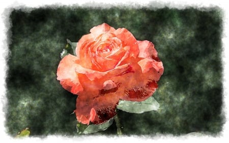 Rose - painting, garden, rose, flower