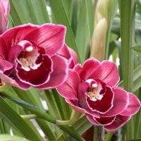 Pink Orchids