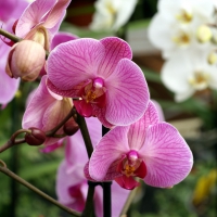 Pink Orchids