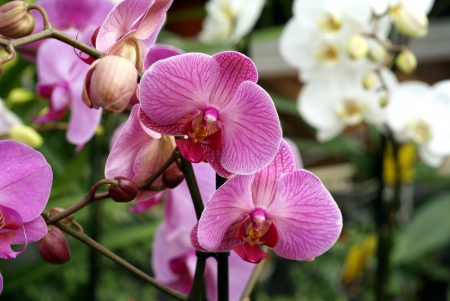 Pink Orchids - orchids, garden, flower, orchid