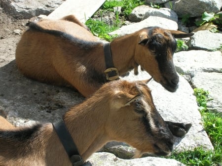 Caprette by Fegatelli - goats, animali, animals, capre