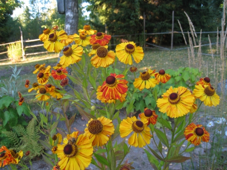 Autumn Flowers