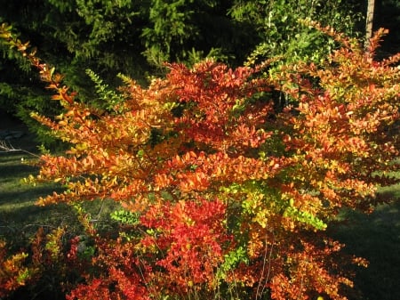 Lovely autumn - autumn, bush, green, colors, garden