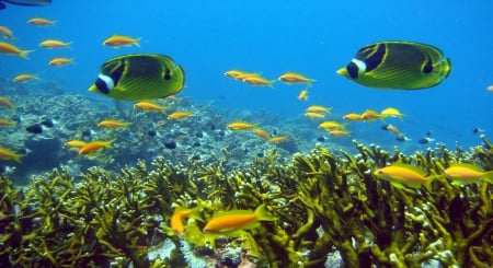 Racoon Butterflyfish - butterflyfish, water, blue, ocean, orange, green, plants, fish, animals