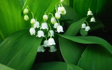 Lily of the Valley - cupshape, valley, flower, shadow, leaves, lily, white, nature, green