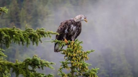 eagle - eagle, forest, animals, bird, fun