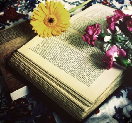 Soft Image - flower, yellow, book, gerbera