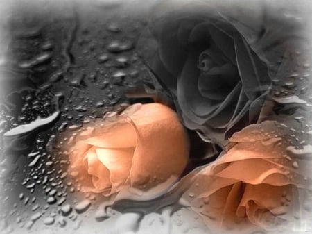 Roses - roses, image, wallpaper, color, expression, new