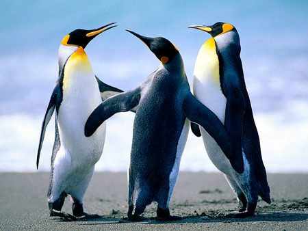 Penguins dancing - penguin, beach, dancing