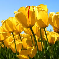 Yellow Tulips