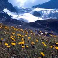 Hieracium sp Glacier de lOchsental