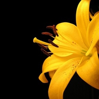 YELLOW FLOWER