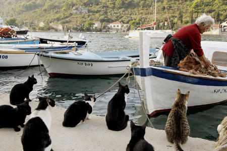 Awaiting the Fresh Catch - fresh catch, fishing, cat, fisherman, croatia, cats, sipan island, habour