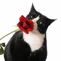 Tuxedo and a Rose